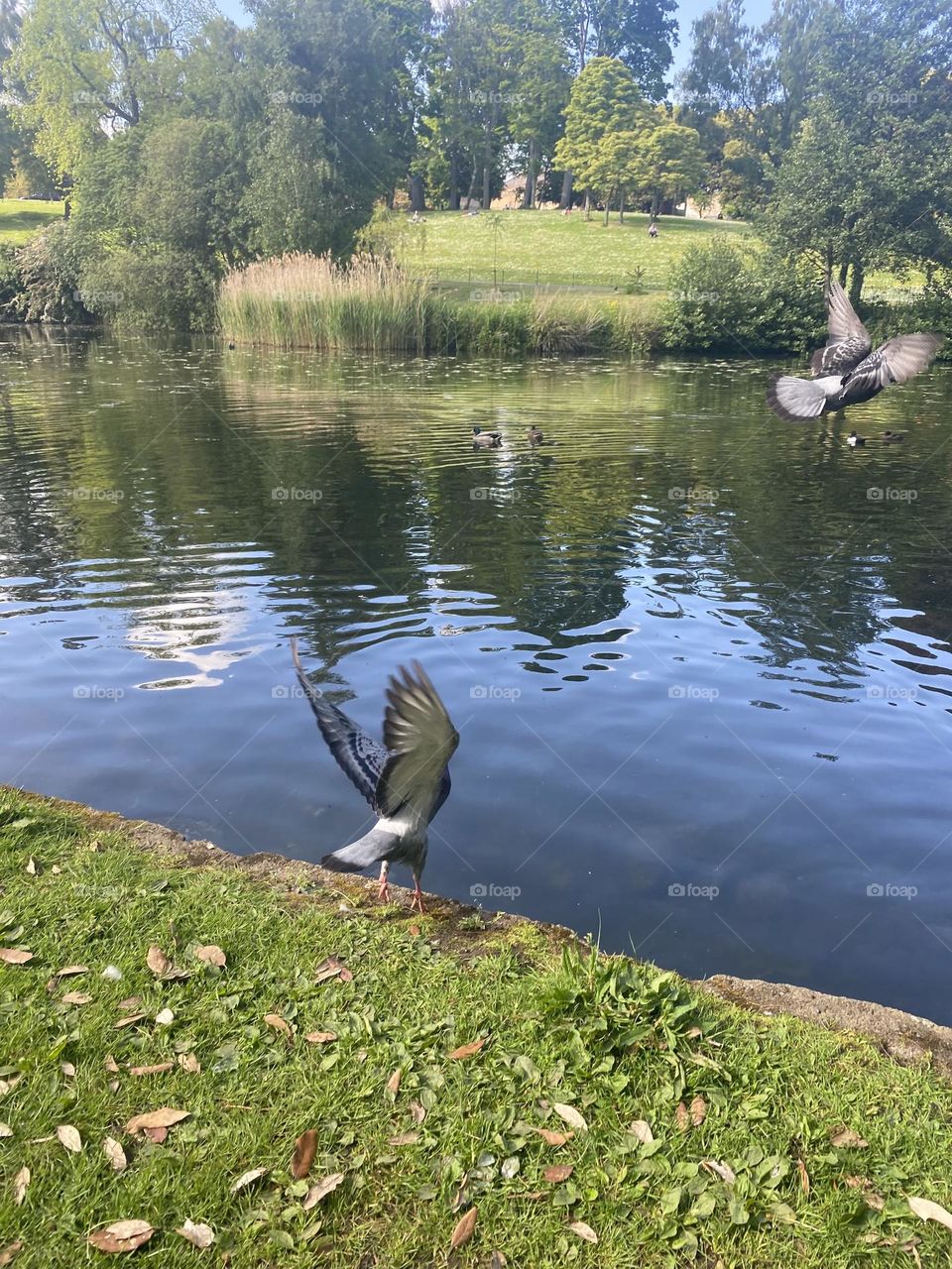 Birds in the park