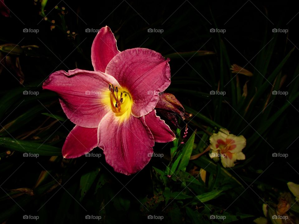 Purple/red and yellow lily at night with a white and pink lily in the background 