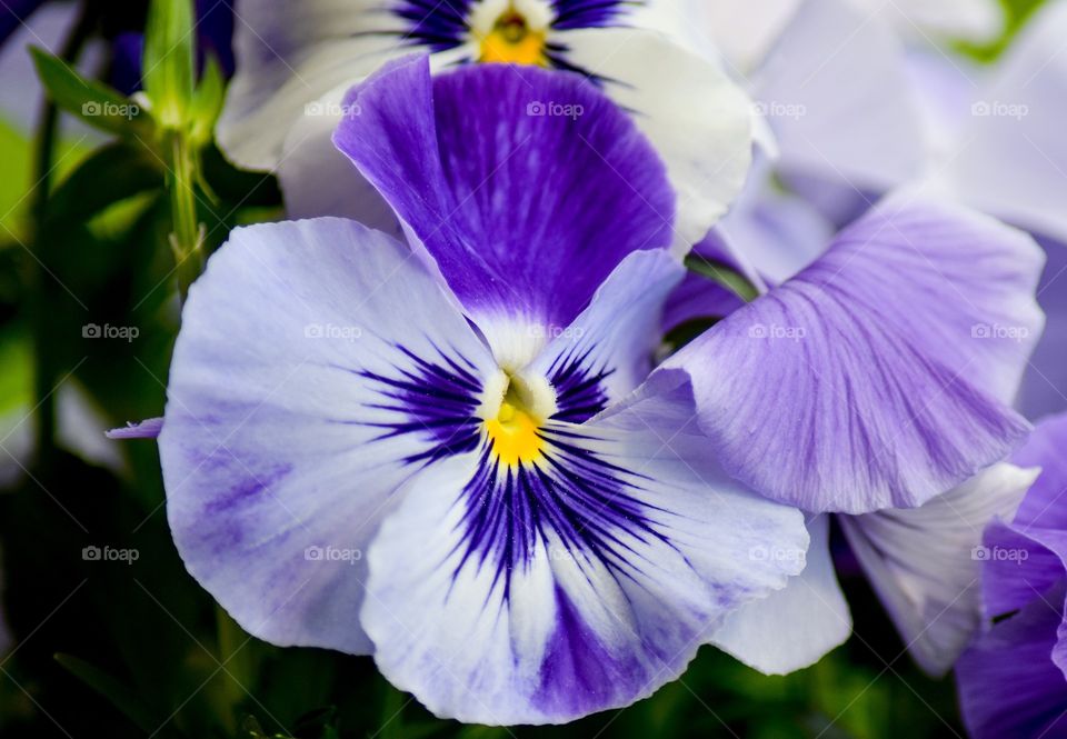 Pansy flower