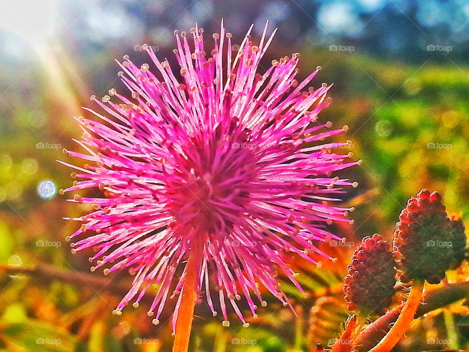 forest flower. pink flowers