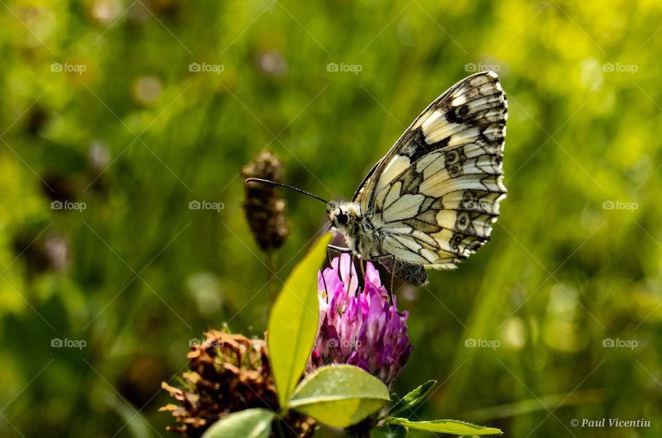 Butterfly on clover