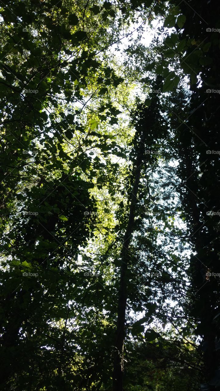 Tree, Wood, Leaf, Nature, Landscape