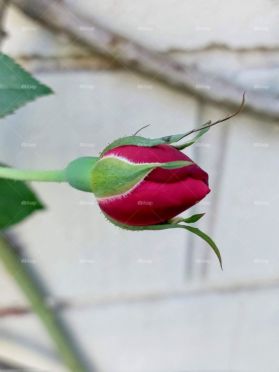 Rose bud in magenta color