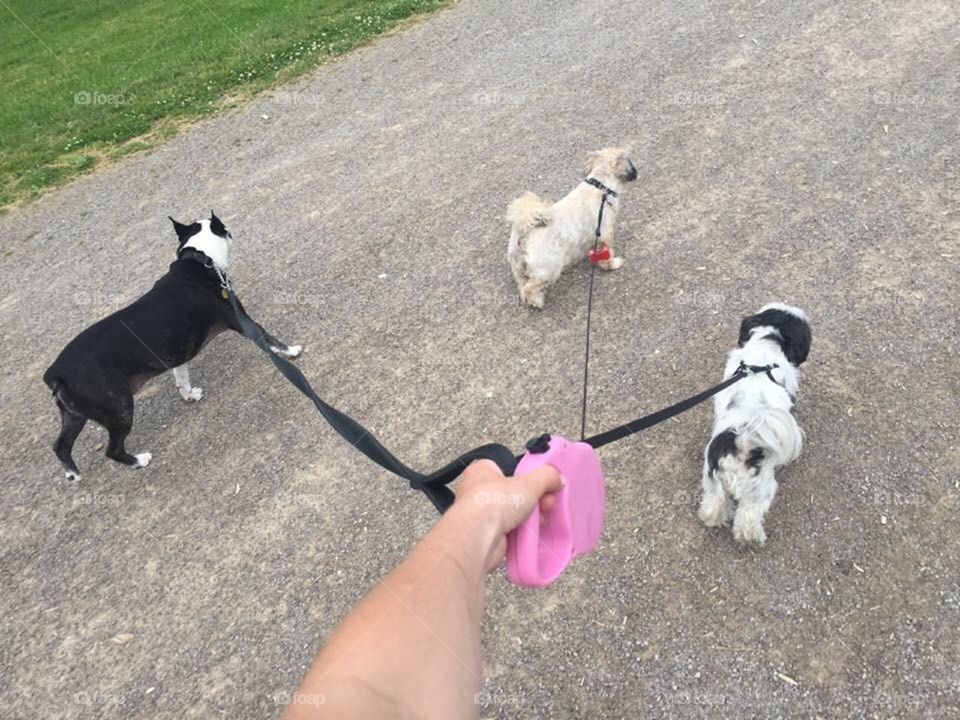 Walking three dogs on a rubble path