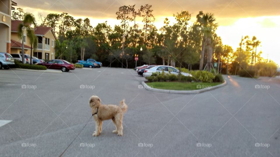 A DAILY DOSE OF SUNSHINE