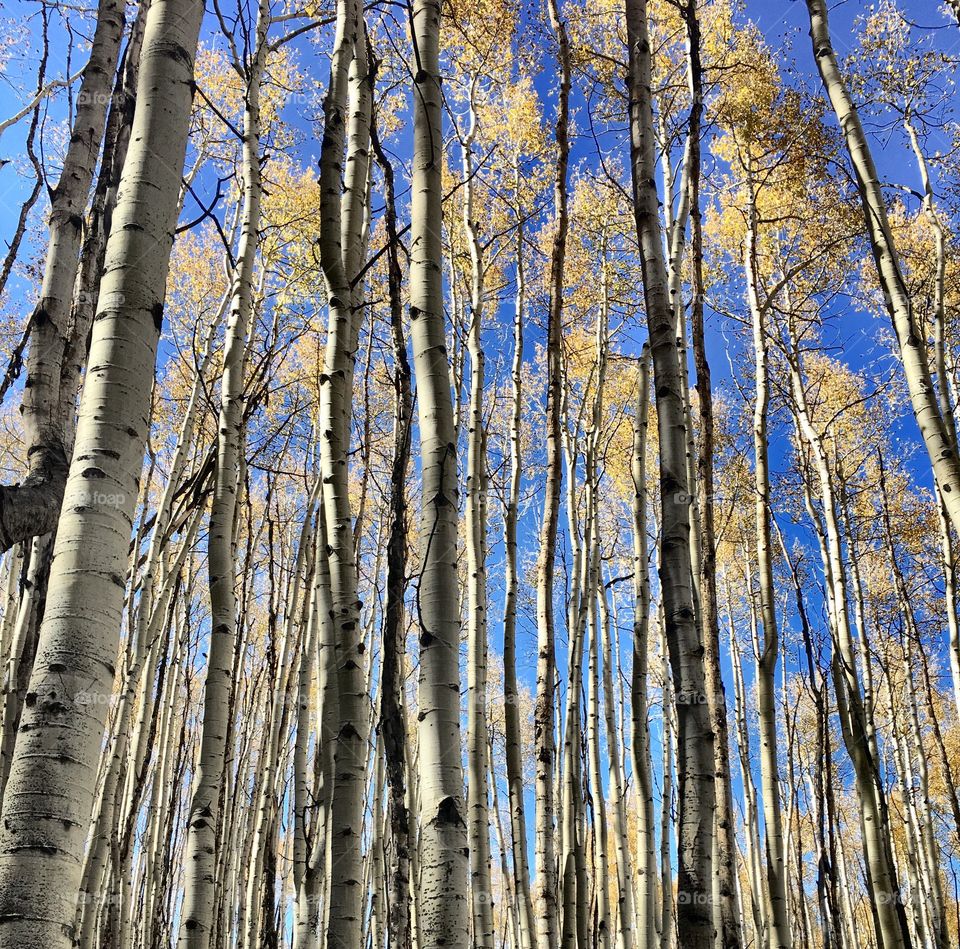 Low angle view of trees in aspen forest