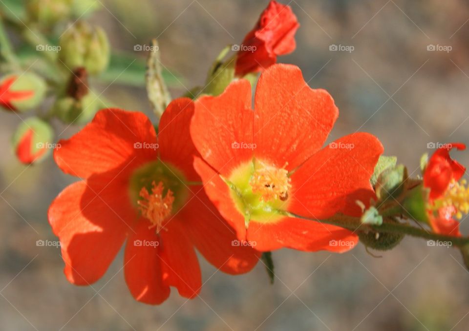 Orange Wild Flower