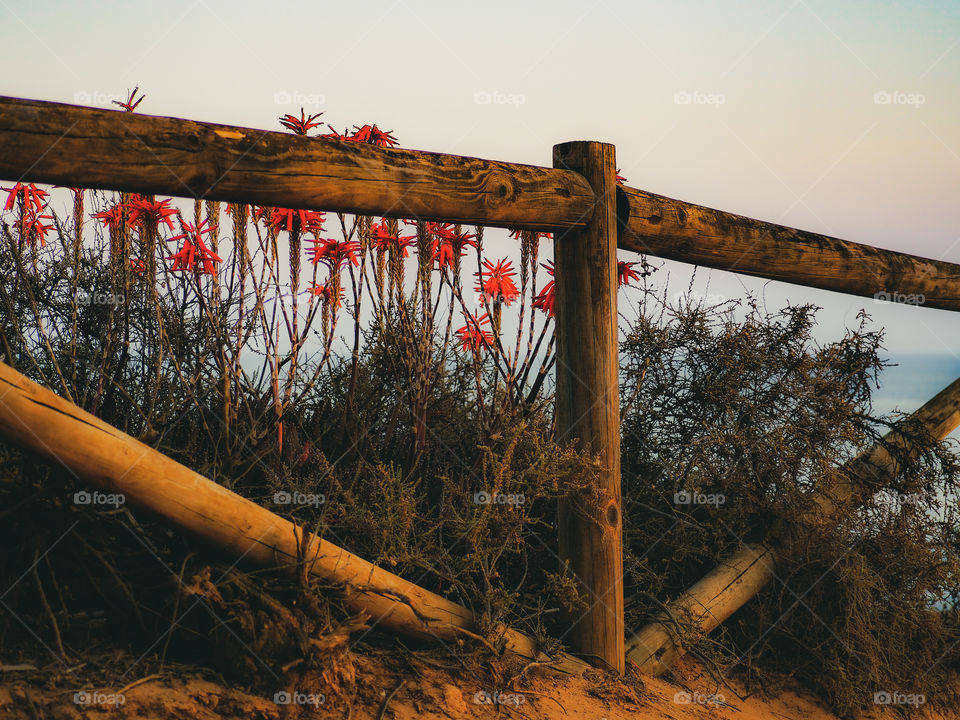 fence, flowers, ocean, evening