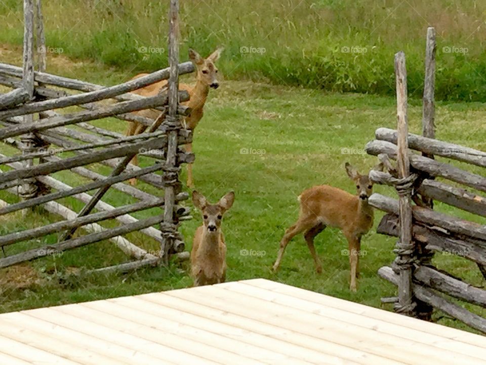 Baby animals