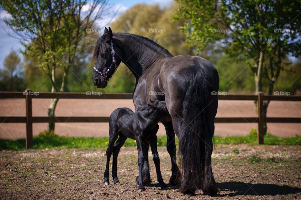 Mother Horse