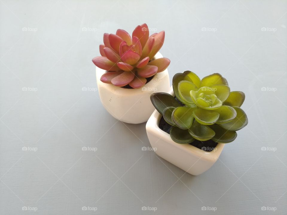 artificial cactus. pots.