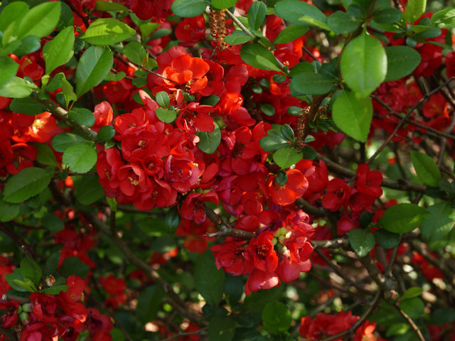 Spring flowers.