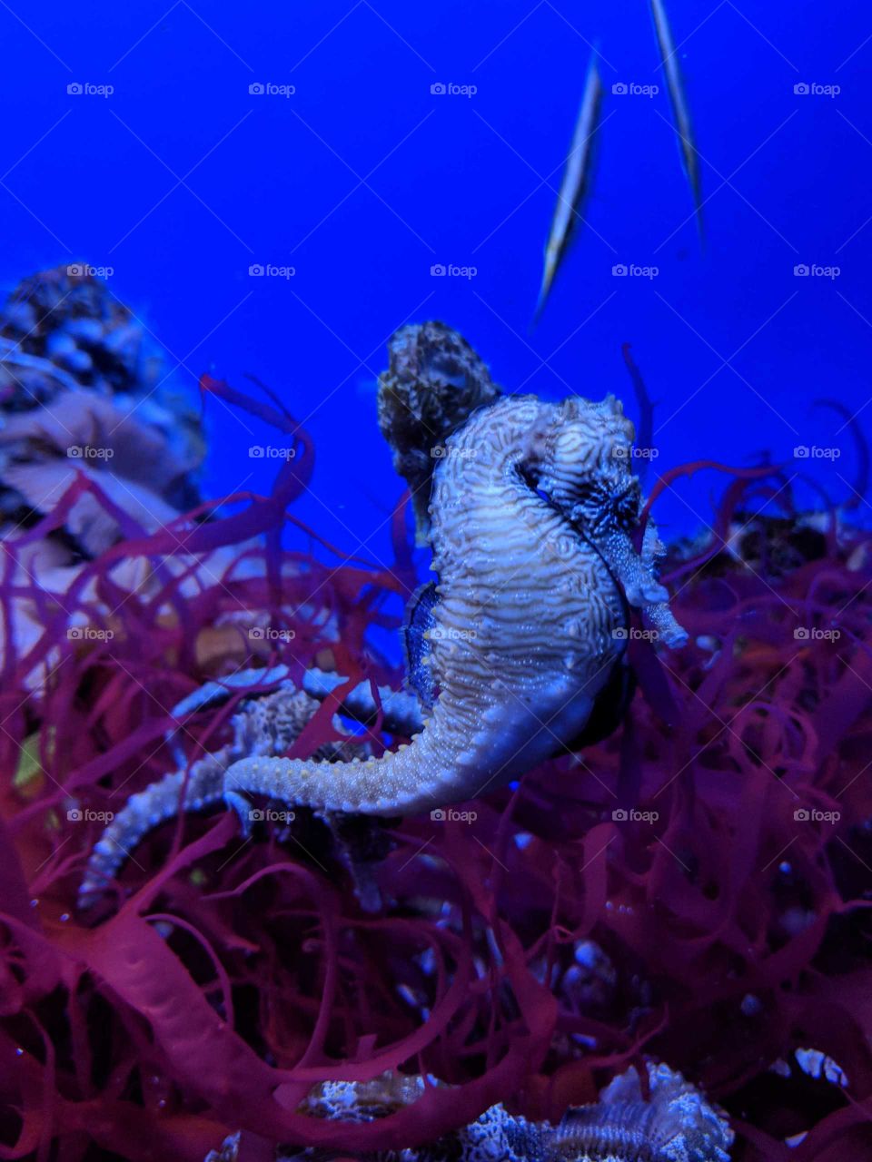 Seahorse in the Denver Aquarium