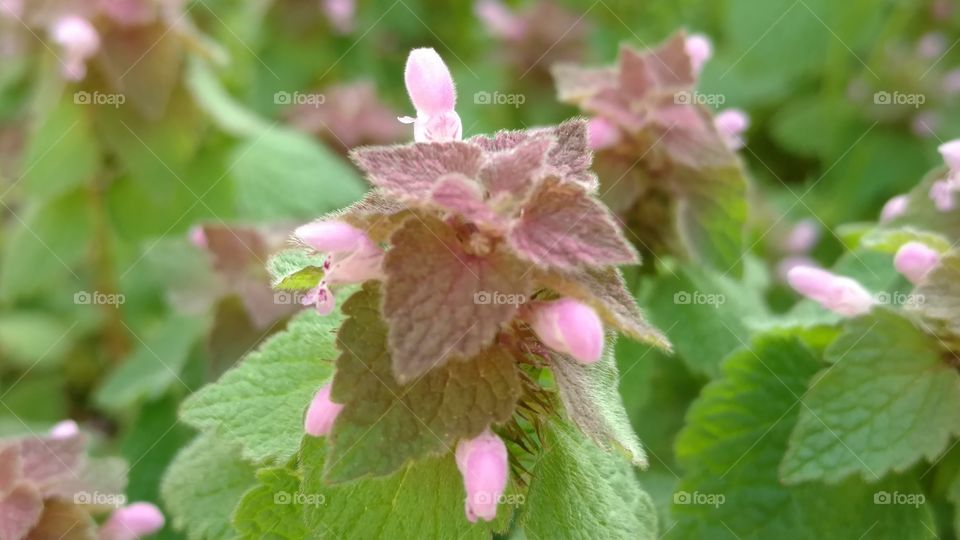 Flora, Nature, Leaf, Flower, Garden