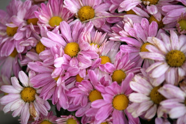 Pink flowers