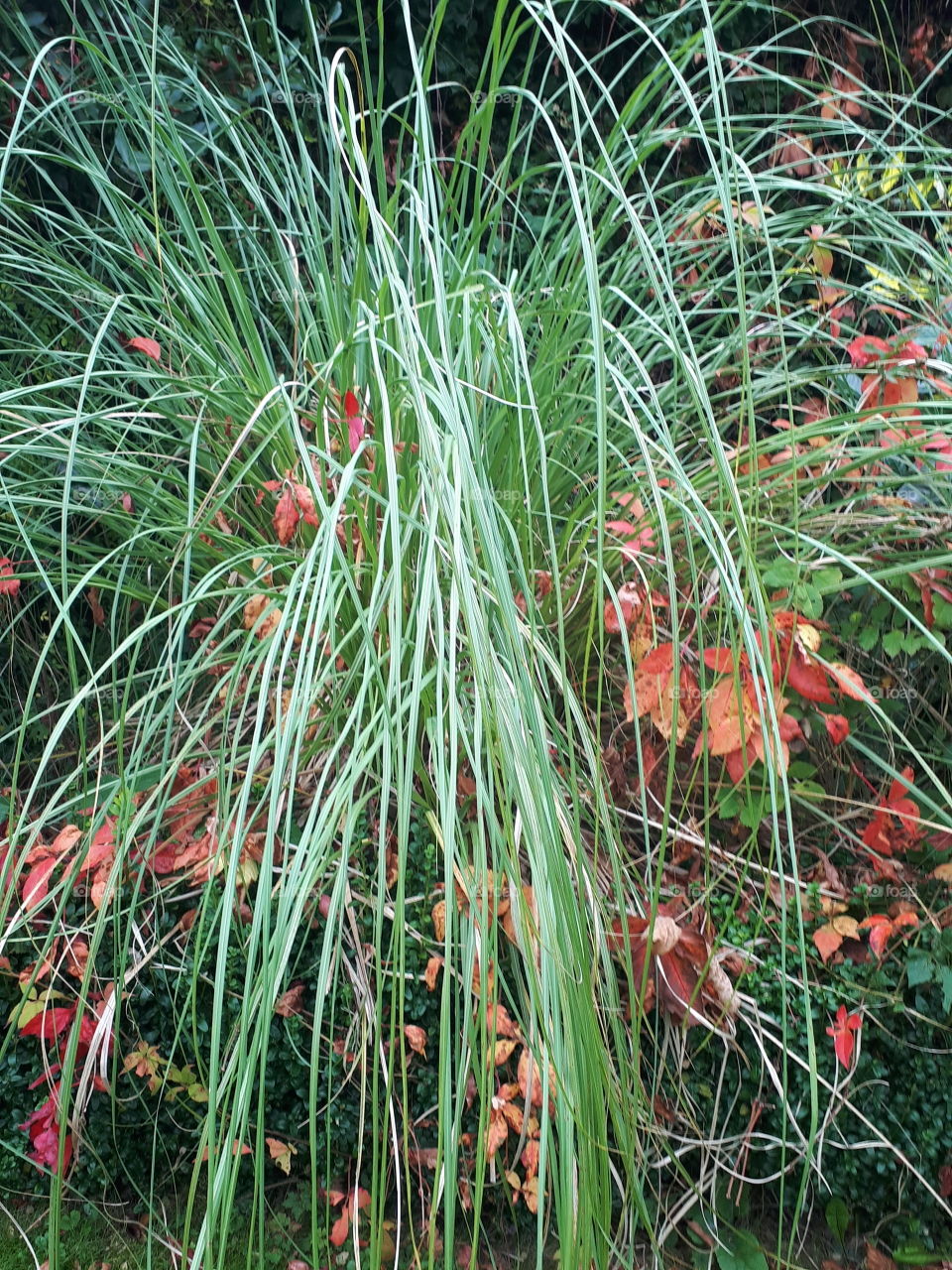 Flora, No Person, Nature, Grass, Summer