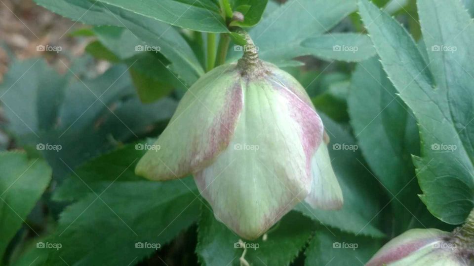 Leaf, No Person, Nature, Flora, Flower