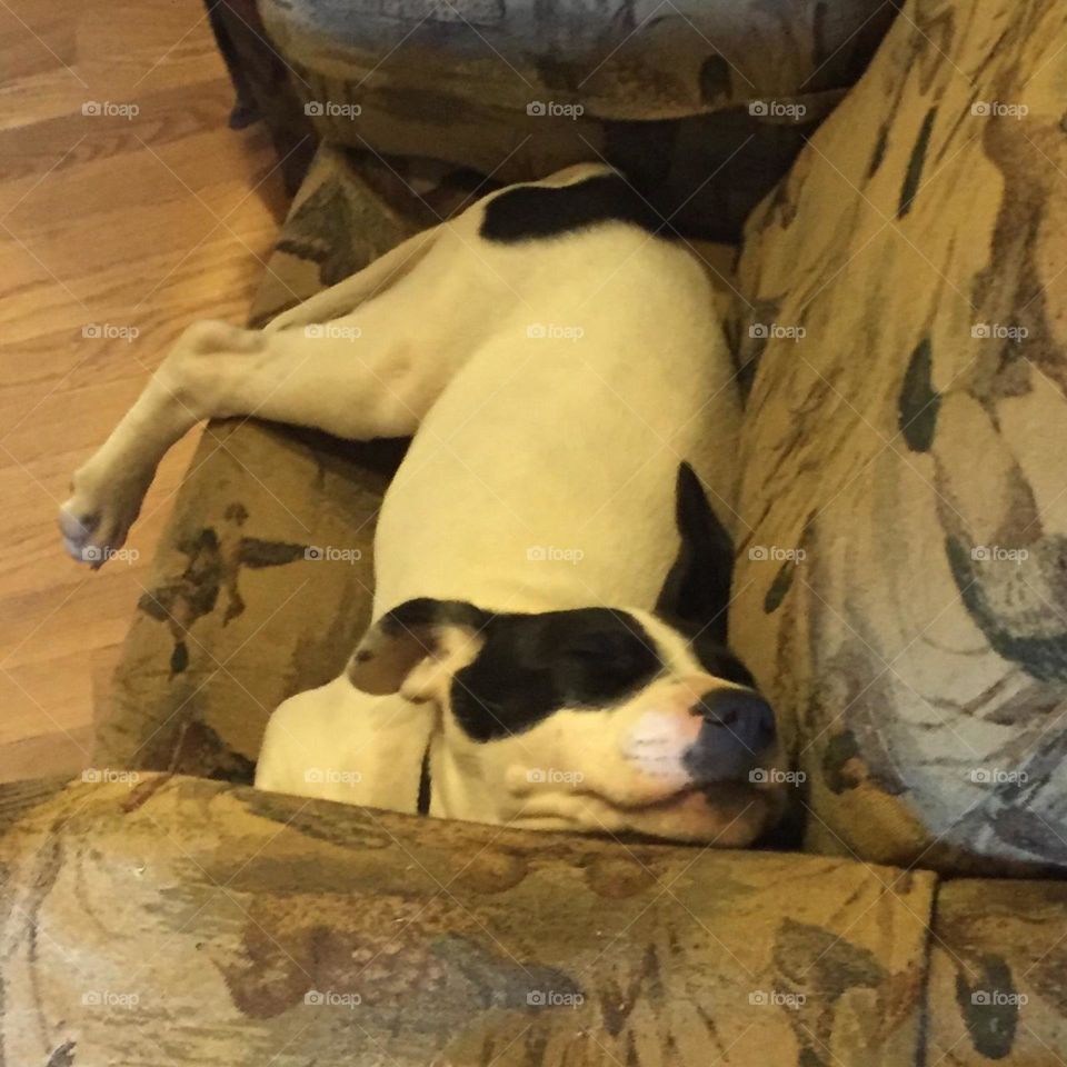 looks uncomfortable but he's perfectly content