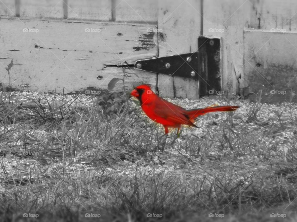 Cardinal