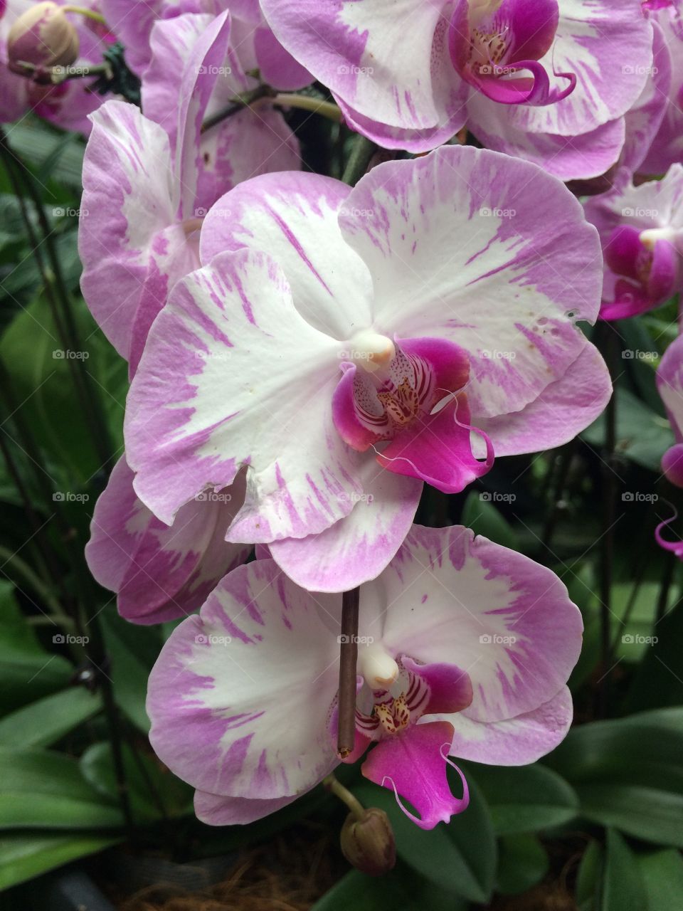Orchids
