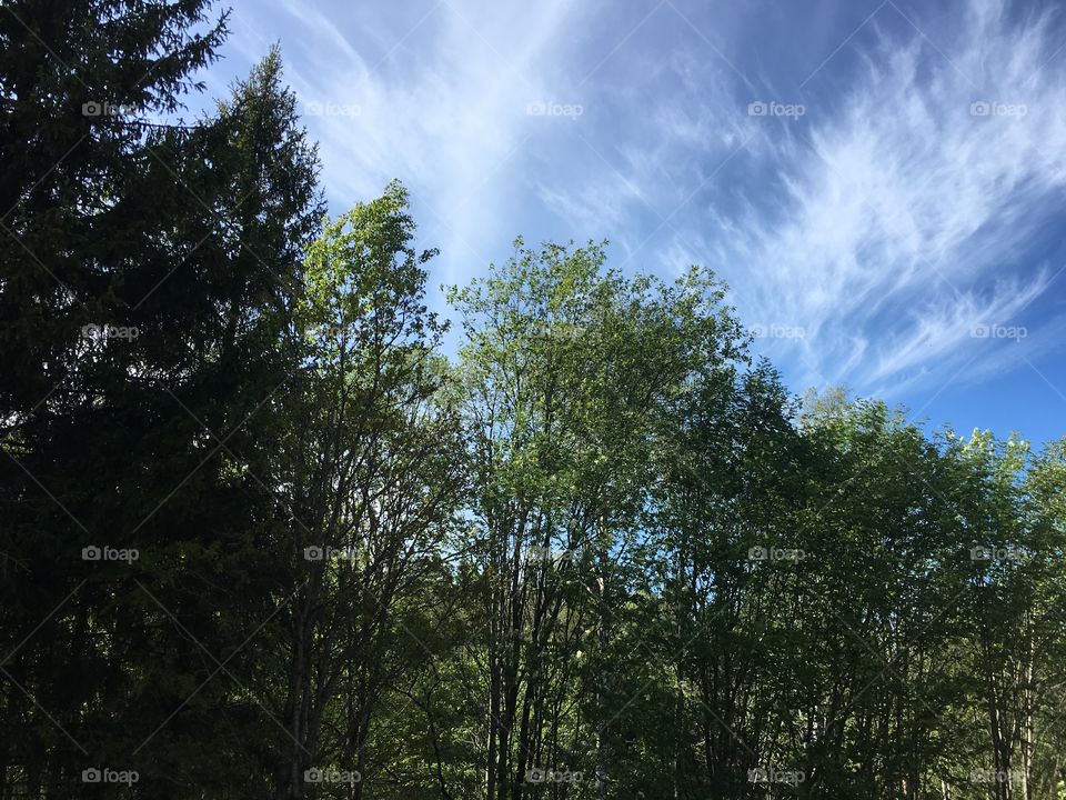 Fluffy clouds on the blue sky with some trees