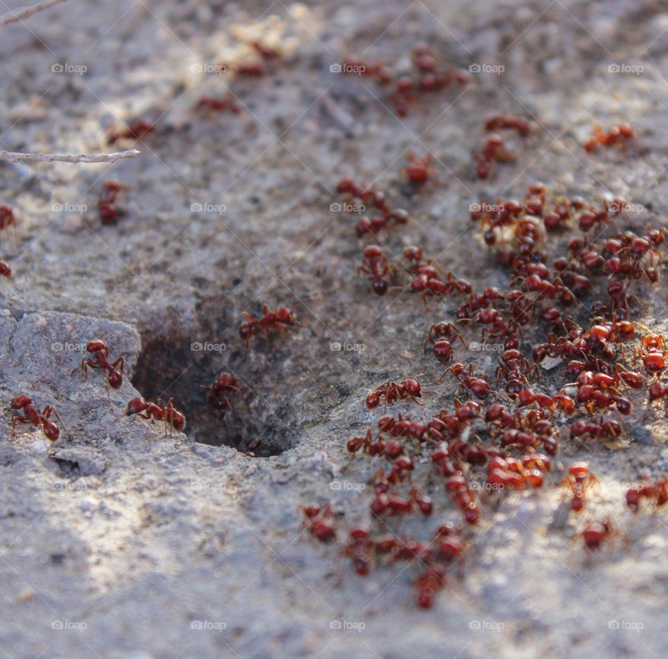Ants life