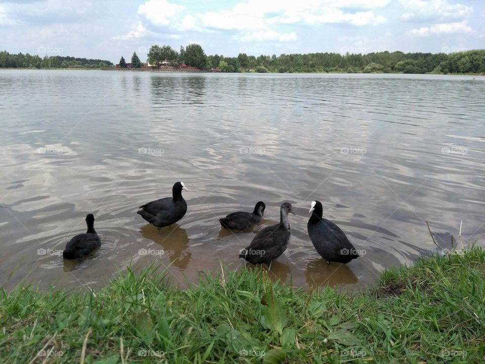 ducks family on a green grass lake shore summer time, mobile photography