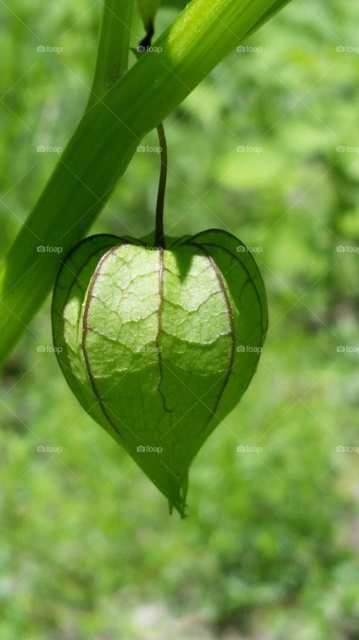 Husk Tomato