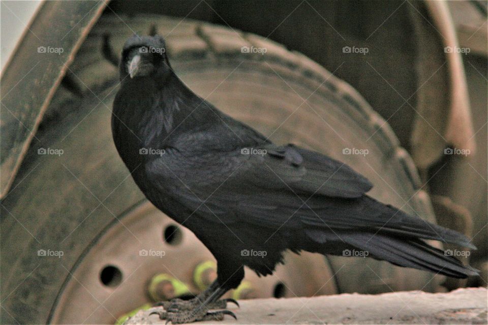 crow black brid looking at camera