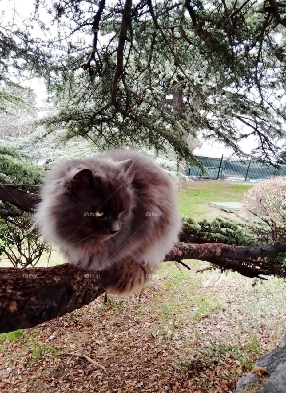 Cat sitting on a tree