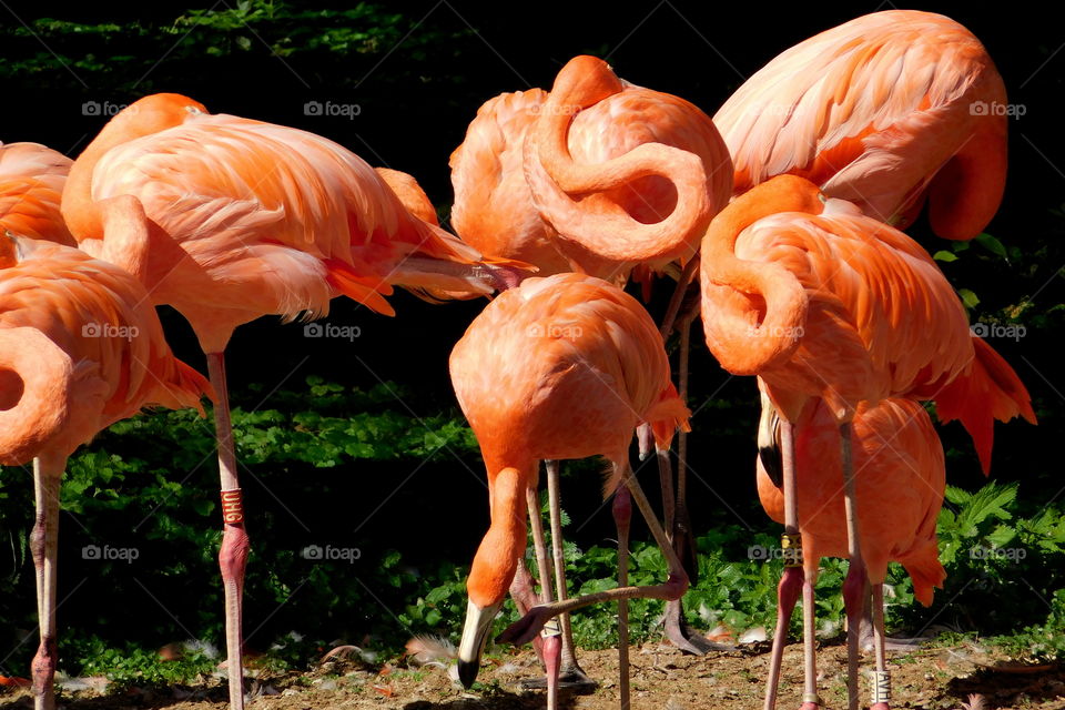 Flamingos