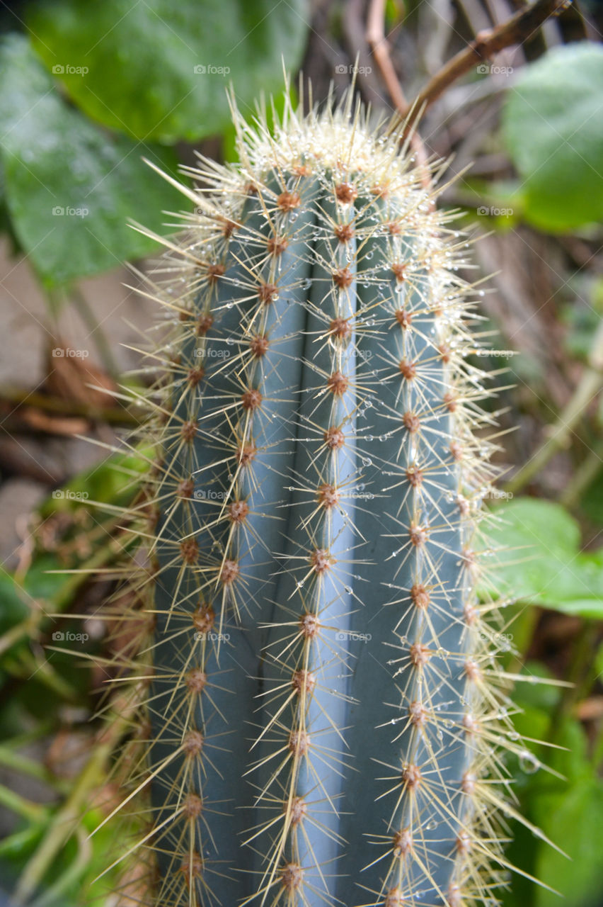 Cactus,  xique-xique.