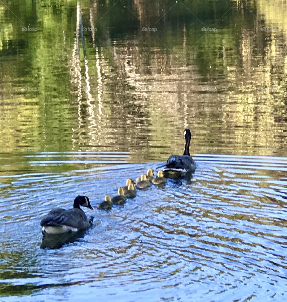 Mom and dad geese with babies on pond