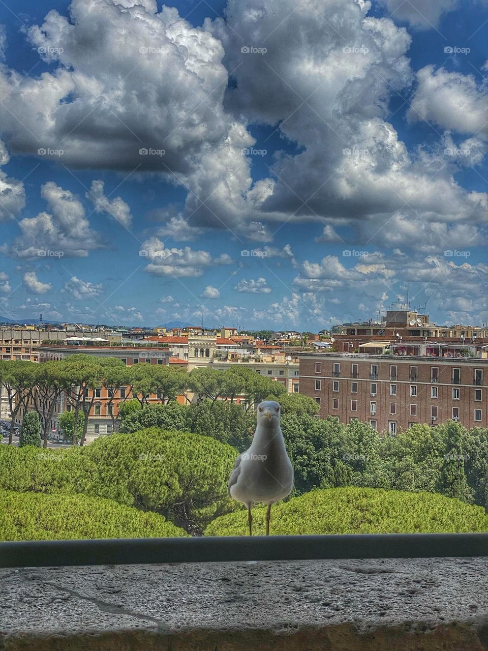 Hi there, I’m seagull in Rome!