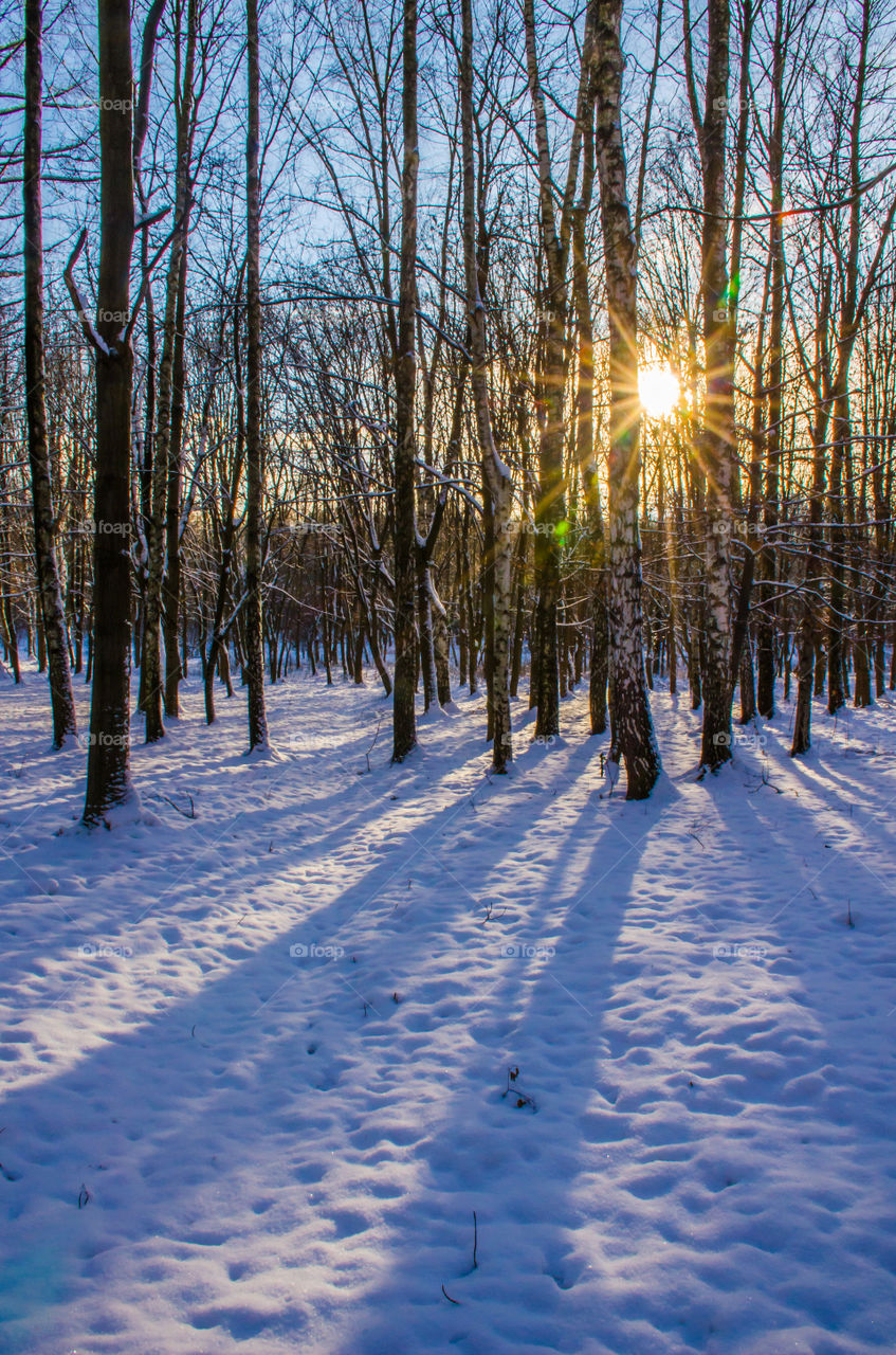 winter landscape