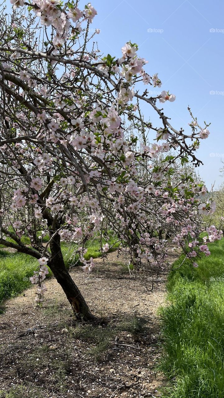 Almonds tree 🌸