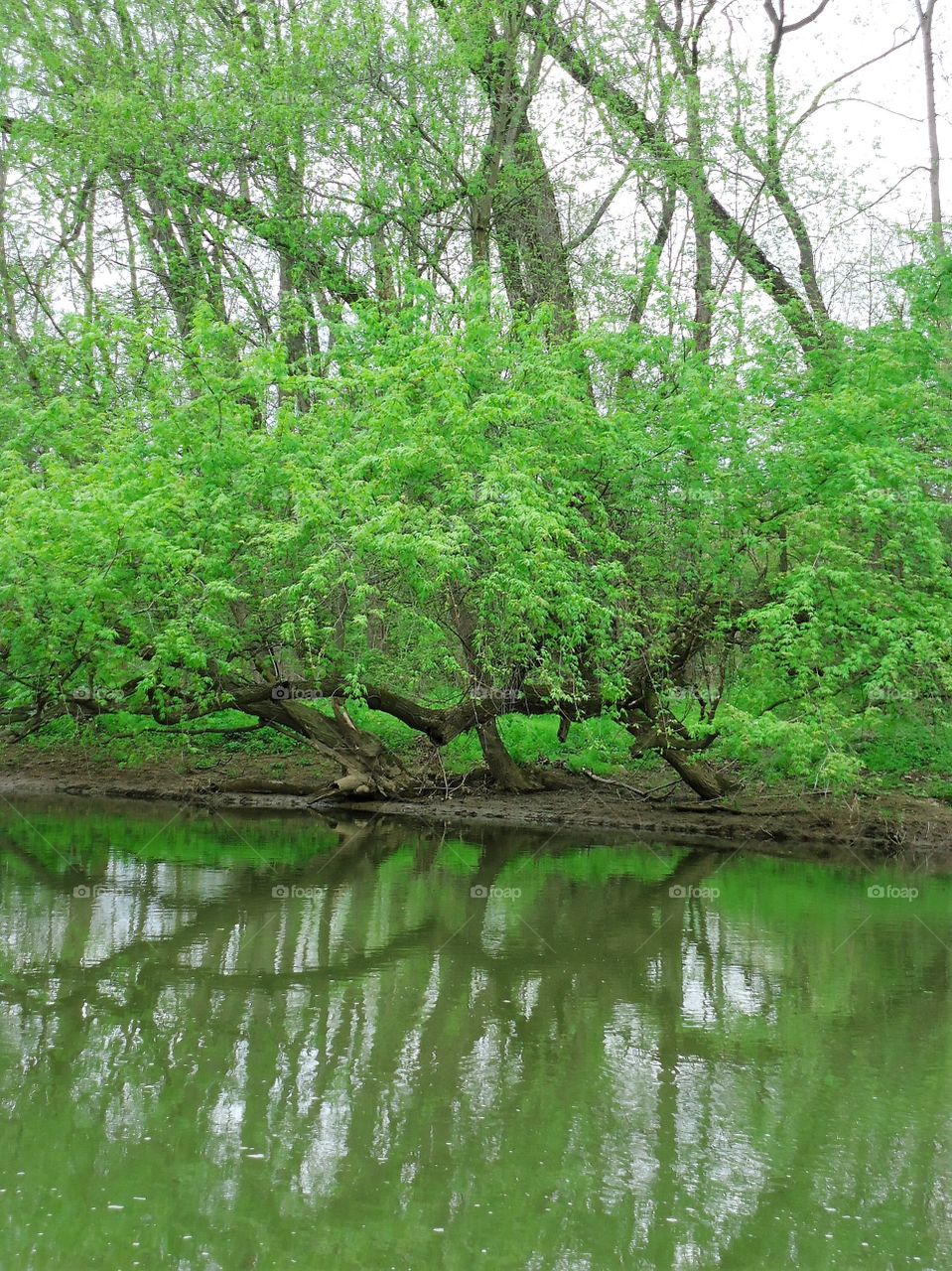 nature stream