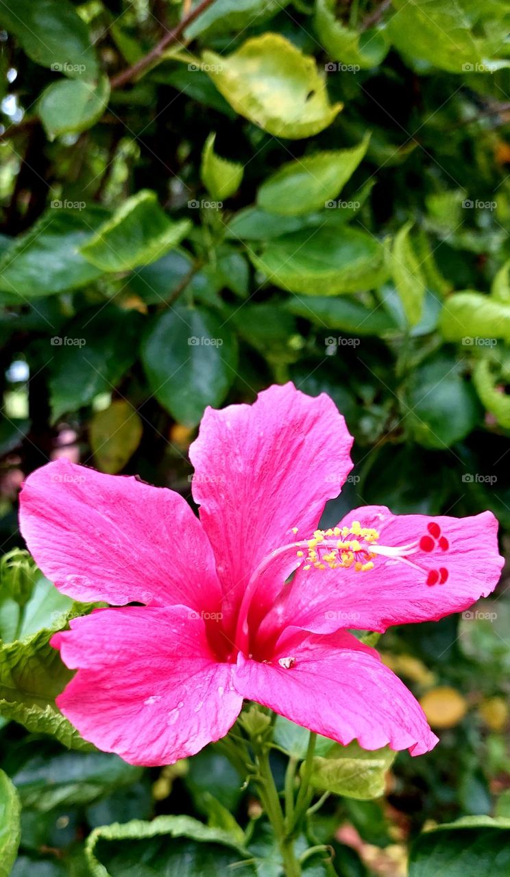 shoe flower