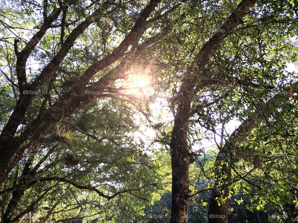 The sun shining through the trees.