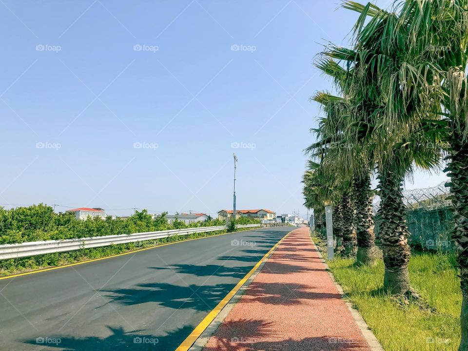 Empty street with palm trees on Jeju island. Summer day. South Korea