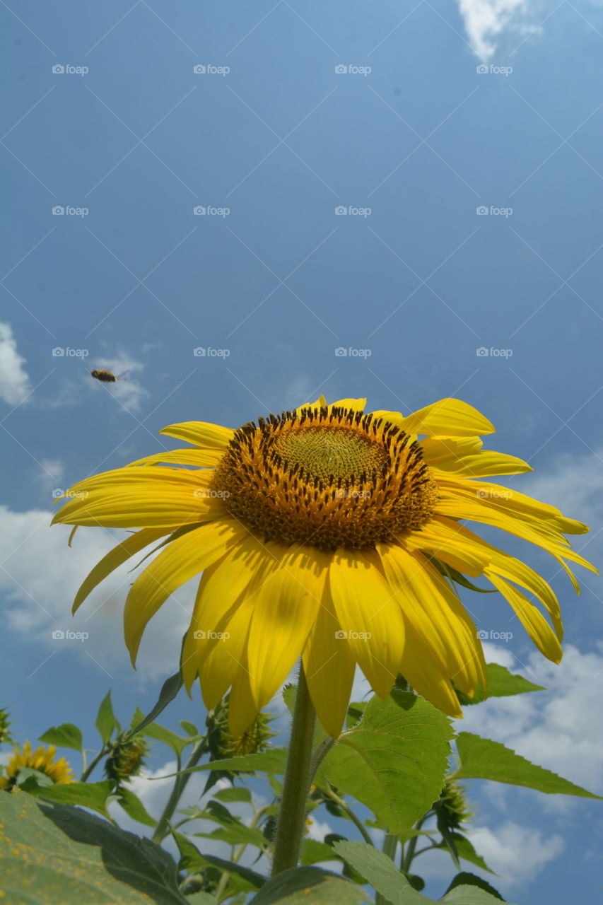 Sunflower with Bee. Took this at a local farm and captured the bee leaving. 