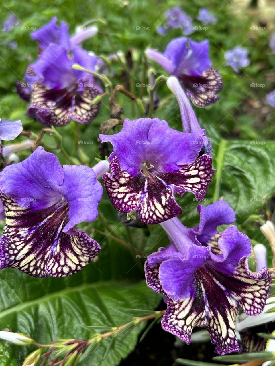 Streptocarpus Harlequin Moonlight