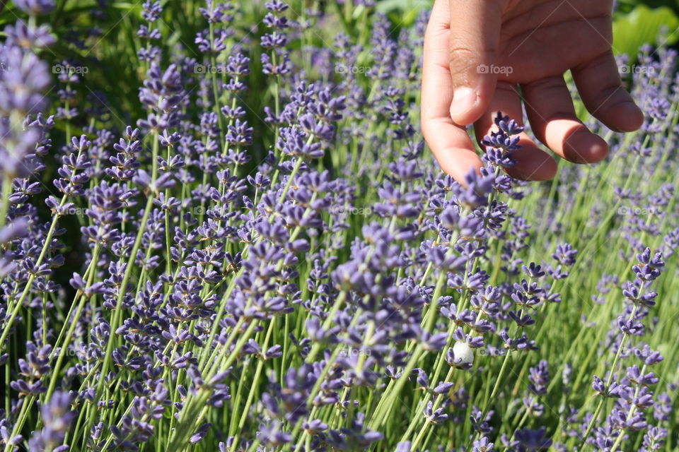 Child's hand harassing lavender plant