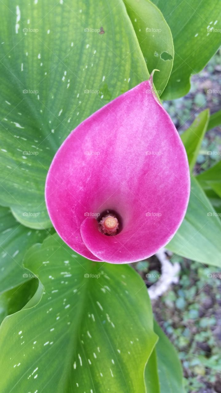 Calla Lilly