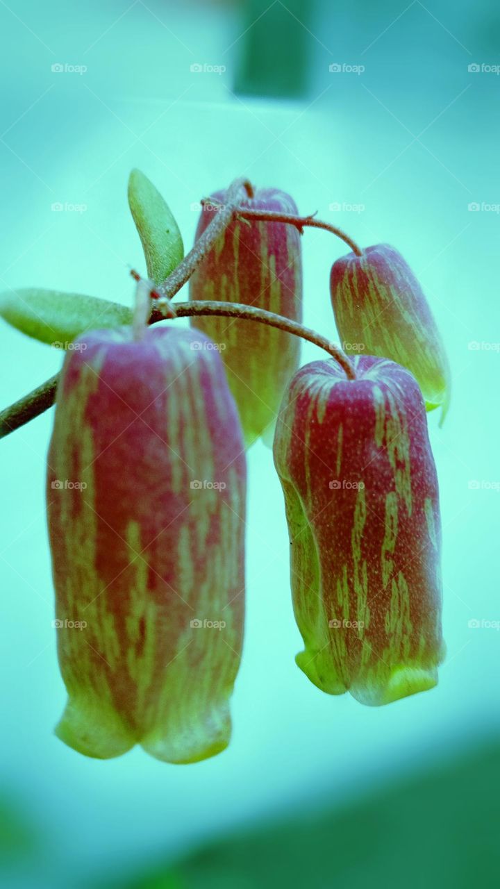 Dhaka. 5 February 2022.Stone Crushed Flowers In Garden