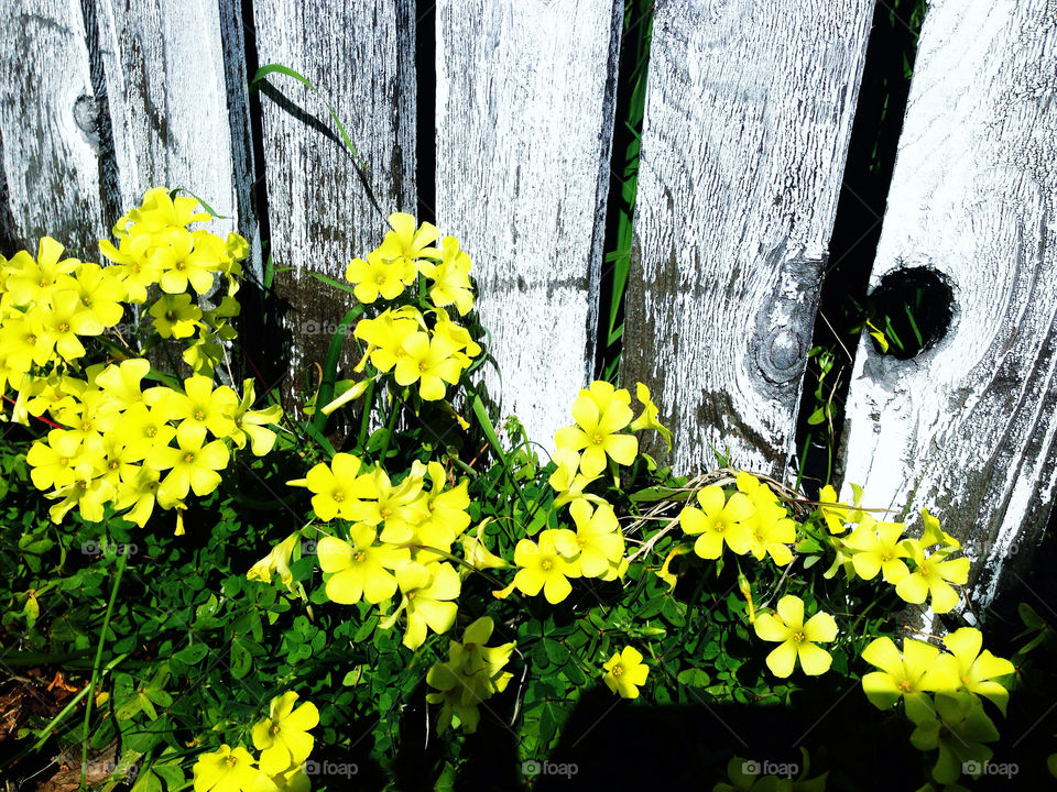 White Picket Fence With Flowers
