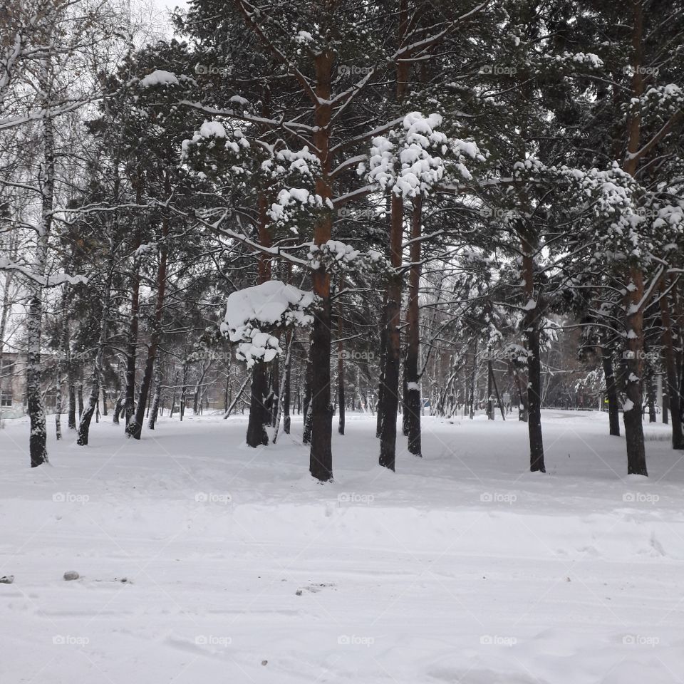 Snow, Winter, Tree, Cold, Weather