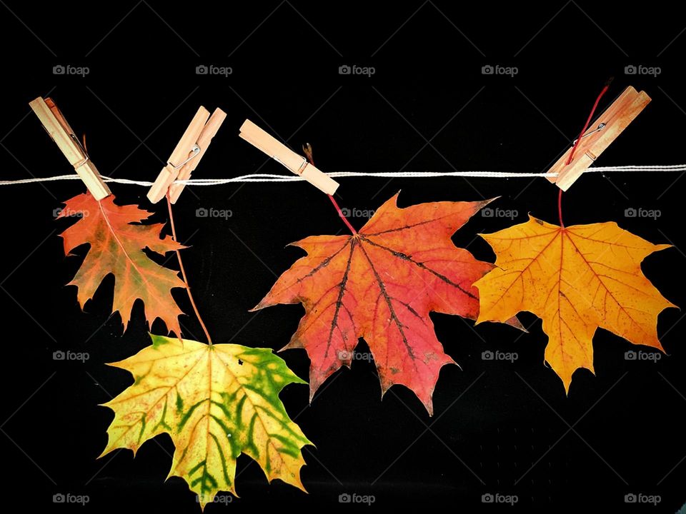 Attached to a white rope with wooden clothespins are a red oak leaf, a yellow-green maple leaf, a red maple leaf, and a yellow maple leaf. Black background. All shades of autumn