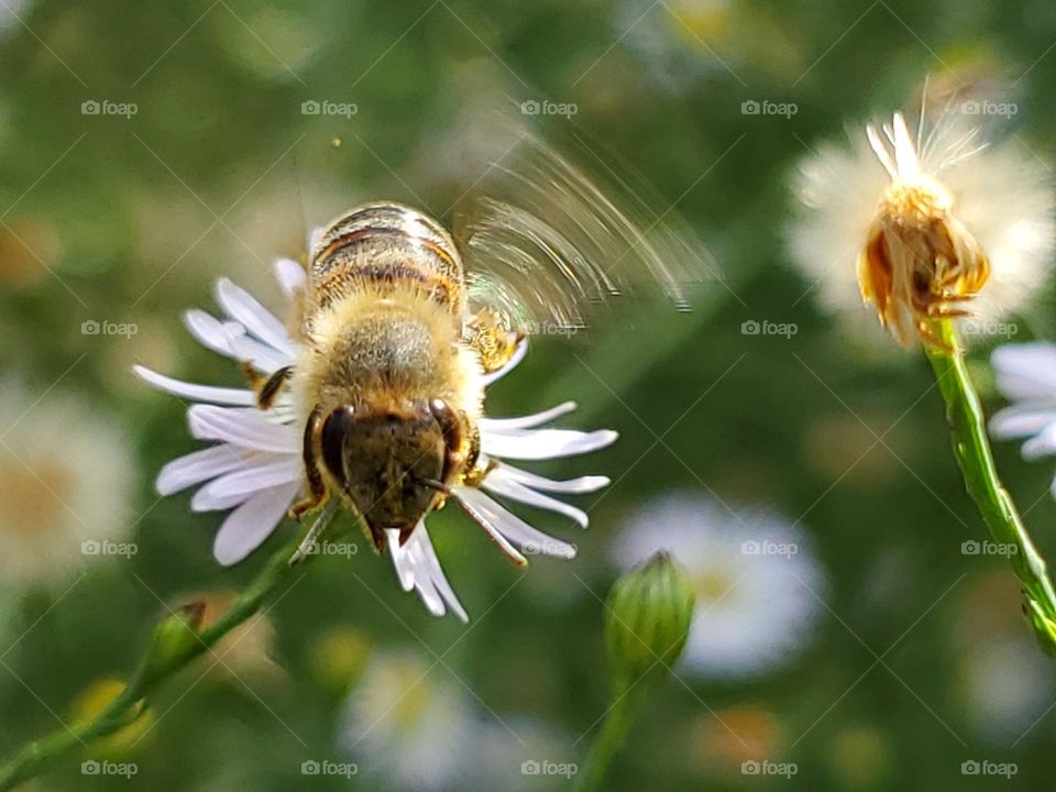 A bee pollinating a flower