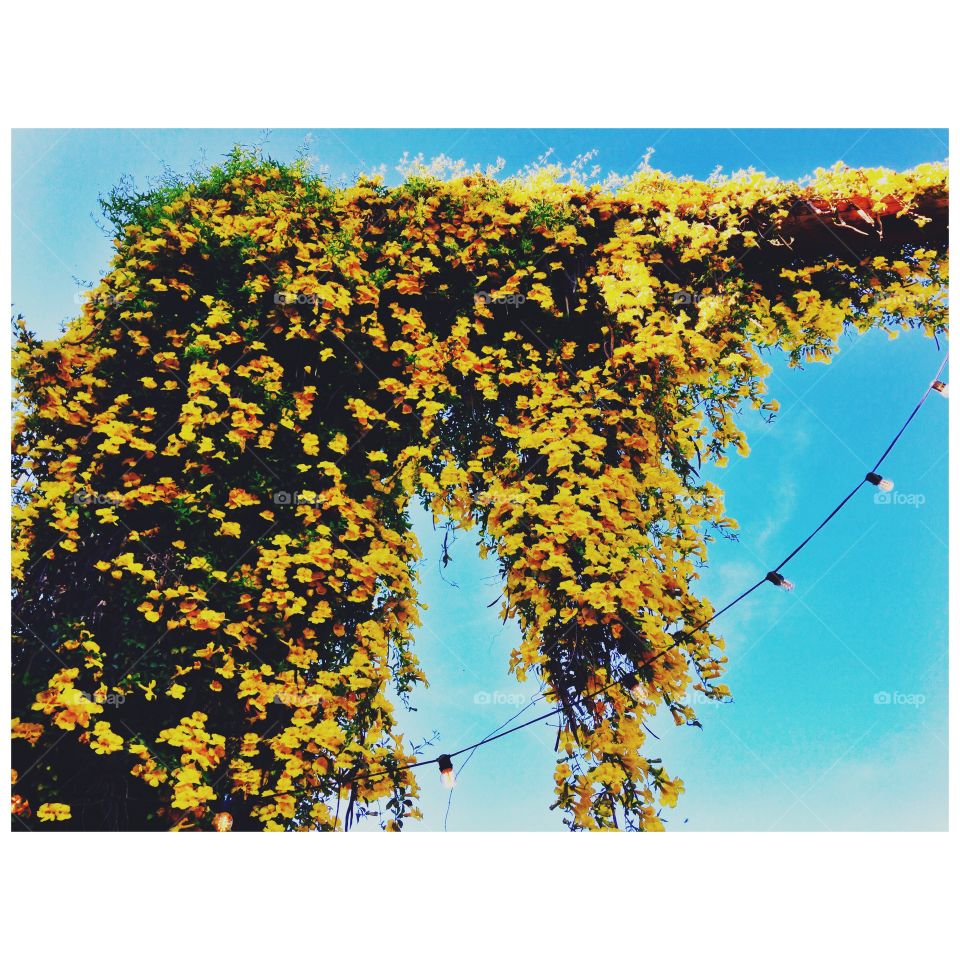 Yellow flower curtain 